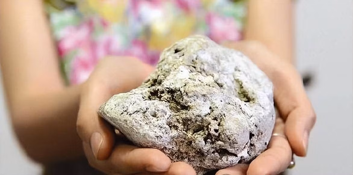 8. Cá nhà táng: Loài cá này tạo ra long diên hương, làm tăng giá trị của nó lên một cách đáng kinh ngạc. Long diên hương của cá nhà táng có thể đem lại lợi nhuận khổng lồ cho người sở hữu.