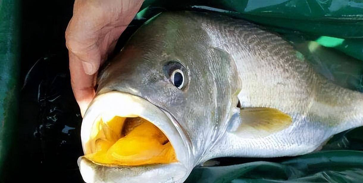 4. Cá sủ vàng: Loại cá này rất quý hiếm và được giới sành ăn ưa chuộng. Một con cá sủ vàng có thể được bán với giá trị cực lớn.