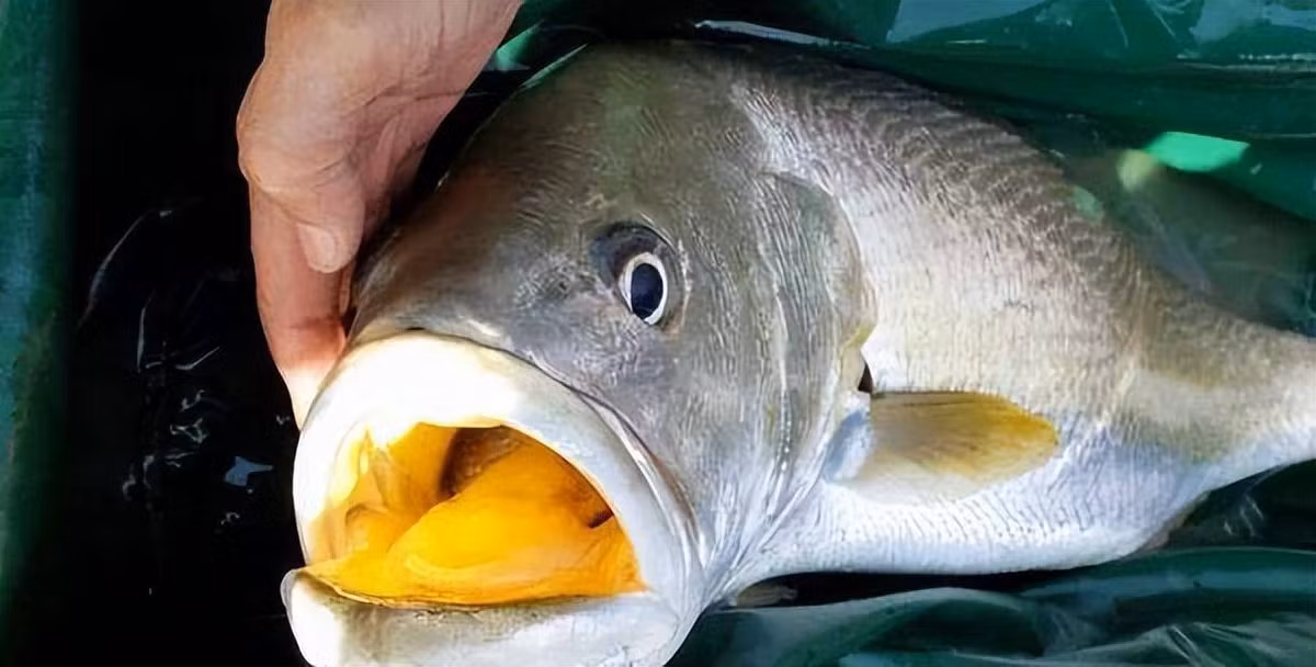 4. Cá sủ vàng: Loại cá này rất quý hiếm và được giới sành ăn ưa chuộng. Một con cá sủ vàng có thể được bán với giá trị cực lớn.