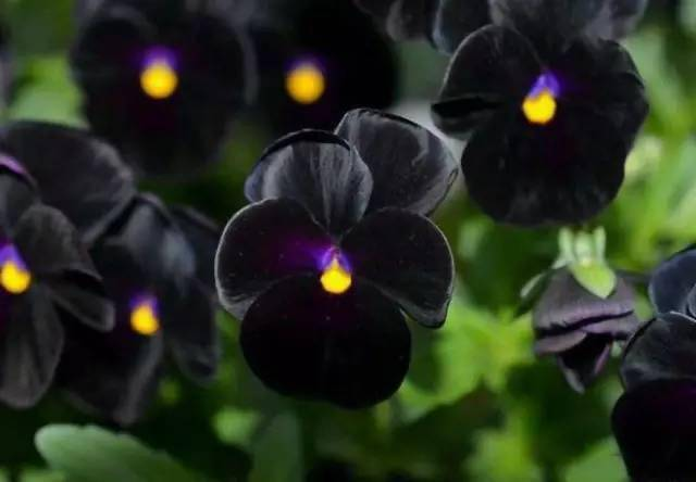 Hoa màu đen hiếm có vì chúng thường không thể phản xạ bức xạ mặt trời, gây bỏng cho các mô bên trong của hoa và khó thu hút côn trùng thụ phấn.