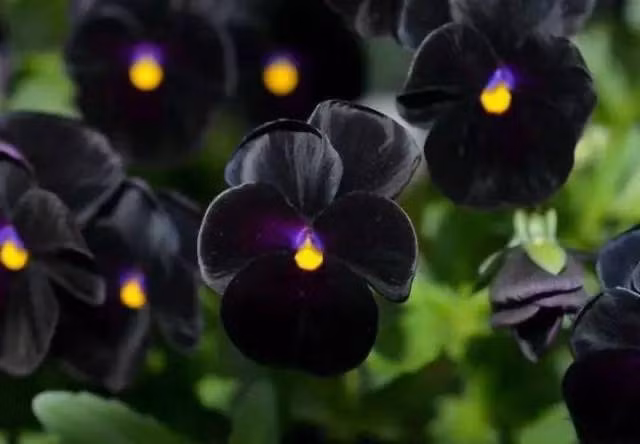 Hoa màu đen hiếm có vì chúng thường không thể phản xạ bức xạ mặt trời, gây bỏng cho các mô bên trong của hoa và khó thu hút côn trùng thụ phấn.