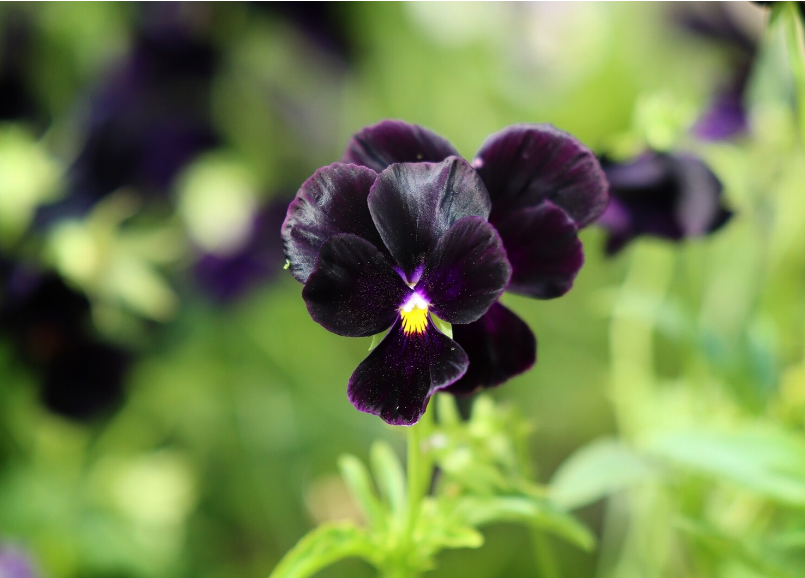 Ba loại sắc tố chính trong tế bào của cánh hoa là carotenoids, anthocyanin, và flavonoid, ảnh hưởng đến màu sắc của hoa.