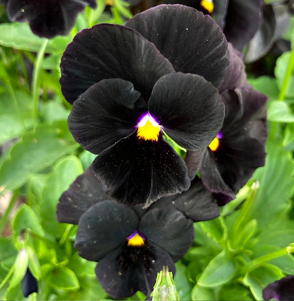 Thường thì chúng là màu đỏ đậm hoặc tím đậm, tạo ra một màu gần như đen.