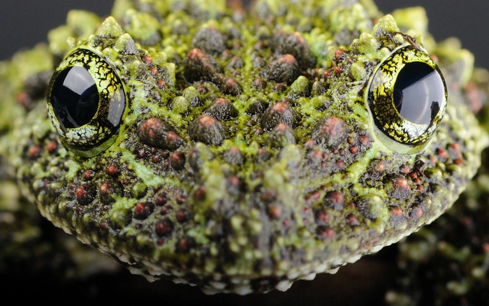 6. Ếch cây sần Bắc Bộ thường sống trong các khu rừng ẩm ướt đất thấp nhiệt đới, đầm nước ngọt tại miền bắc Việt Nam và miền nam Trung Quốc. Tên gọi ếch cây sần xuất phát từ đặc điểm da sần, có đốm như rêu của chúng (tên tiếng Anh - Vietnamese Mossy Frog có nghĩa là ếch rêu Việt Nam).