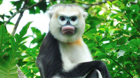 4. Voọc mũi hếch Bắc Bộ có khuôn mặt khá hài hước với mũi và môi có màu hồng cùng một vùng chuyển màu xanh đặc biệt quanh mắt. Chúng thường được tìm thấy ở độ cao 200 đến 1.200m trong những khu rừng ở Hà Giang, Tuyên Quang, Yên Bái, Cao Bằng, Quảng Ninh.