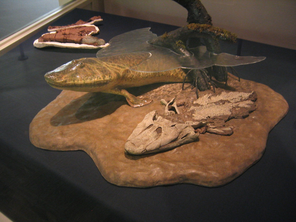 Điều này cho thấy Tiktaalik là một bước nhảy vọt quan trọng trong sự tiến hóa của loài cá, giúp chúng ta hiểu được cách tổ tiên của chúng ta đã chuyển từ cuộc sống dưới nước sang cuộc sống trên cạn.