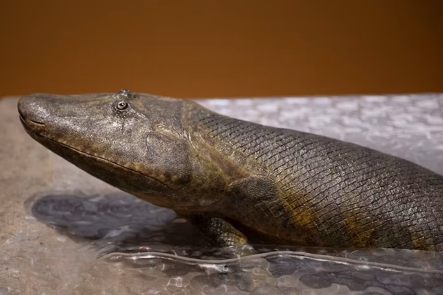 Họ phát hiện ra rằng xương sườn của Tiktaalik có thể kết nối chặt chẽ với xương chậu bằng các dây chằng, điều này không thấy ở các loài cá khác.