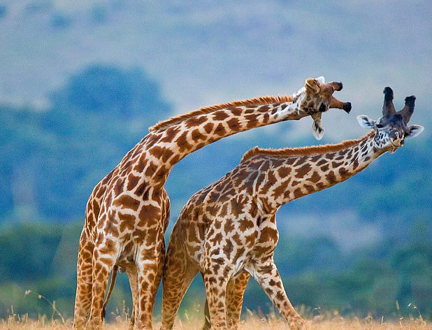 2. Hươu Cao Cổ: Loài động vật cao nhất và lớn nhất trên cạn, chúng sống ở châu Phi và có 9 phân loài.