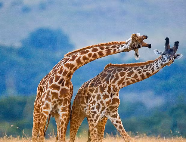 2. Hươu Cao Cổ: Loài động vật cao nhất và lớn nhất trên cạn, chúng sống ở châu Phi và có 9 phân loài.