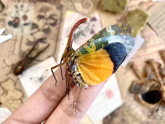 Vòi voi đầu đỏ thường sống dưới dạng ấu trùng ở dưới mặt đất. Chúng ăn các lớp mùn thảm của thực vật rừng.