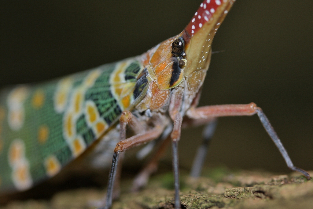 Với khả năng bật nhảy nhanh, vòi voi đầu đỏ trở nên rất khó bắt.