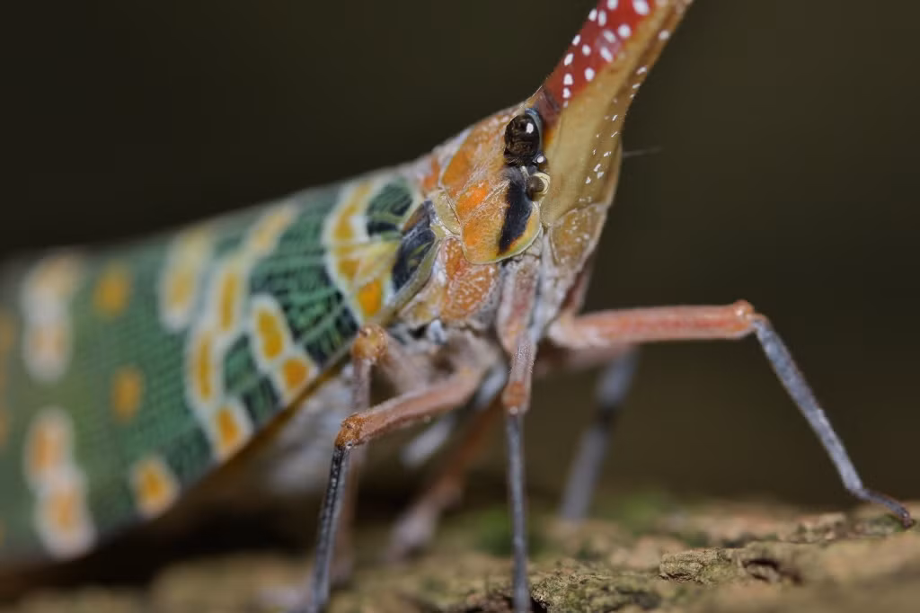 Với khả năng bật nhảy nhanh, vòi voi đầu đỏ trở nên rất khó bắt.