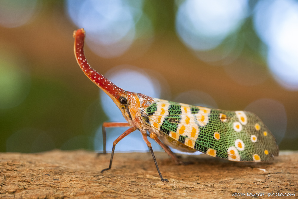 Con vòi voi đầu đỏ khi trưởng thành có chiều dài từ 35 đến 42mm, sải cánh khoảng 67 đến 75mm với đặc trưng là vòi dài trên đầu. Chúng sử dụng vòi này để hút nhựa cây, đặc biệt thích nhựa từ cây vải và cây nhãn.