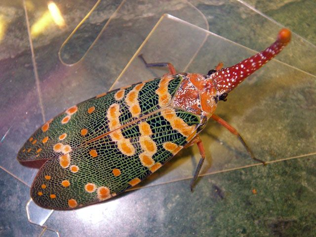 Vòi voi đầu đỏ được nhà khoa học coi là một kiệt tác của thiên nhiên, một điều bất ngờ mà tự nhiên ban tặng cho Việt Nam. Vì chúng sở hữu ngoại hình rất đặc biệt và lộng lẫy.