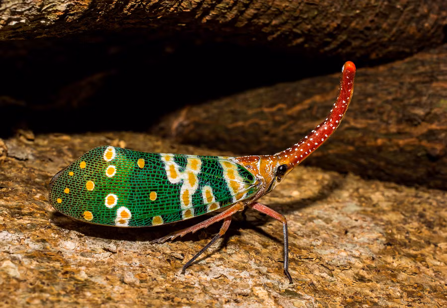 Ở Việt Nam, vòi voi đầu đỏ chủ yếu được tìm thấy ở các tỉnh như Phú Thọ, Vĩnh Phúc, Lạng Sơn, Lào Cai, Ninh Bình... Ngoài ra, loài "voi biết bay" này cũng xuất hiện ở nhiều nơi khác trên thế giới như Trung Quốc, Lào, Thái Lan, Campuchia...