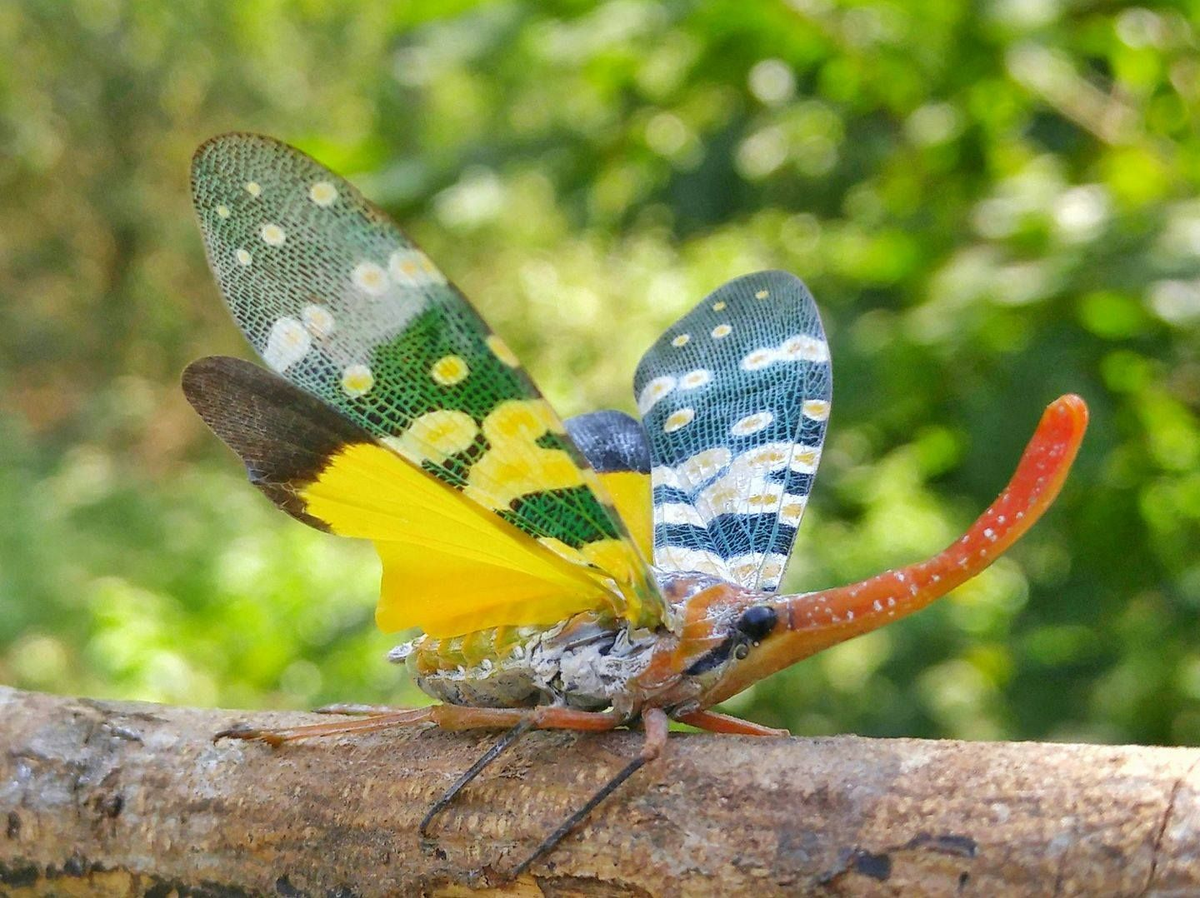 Vào mùa mưa, ấu trùng bắt đầu lột xác và mặc bộ cánh rực rỡ tuyệt đẹp.