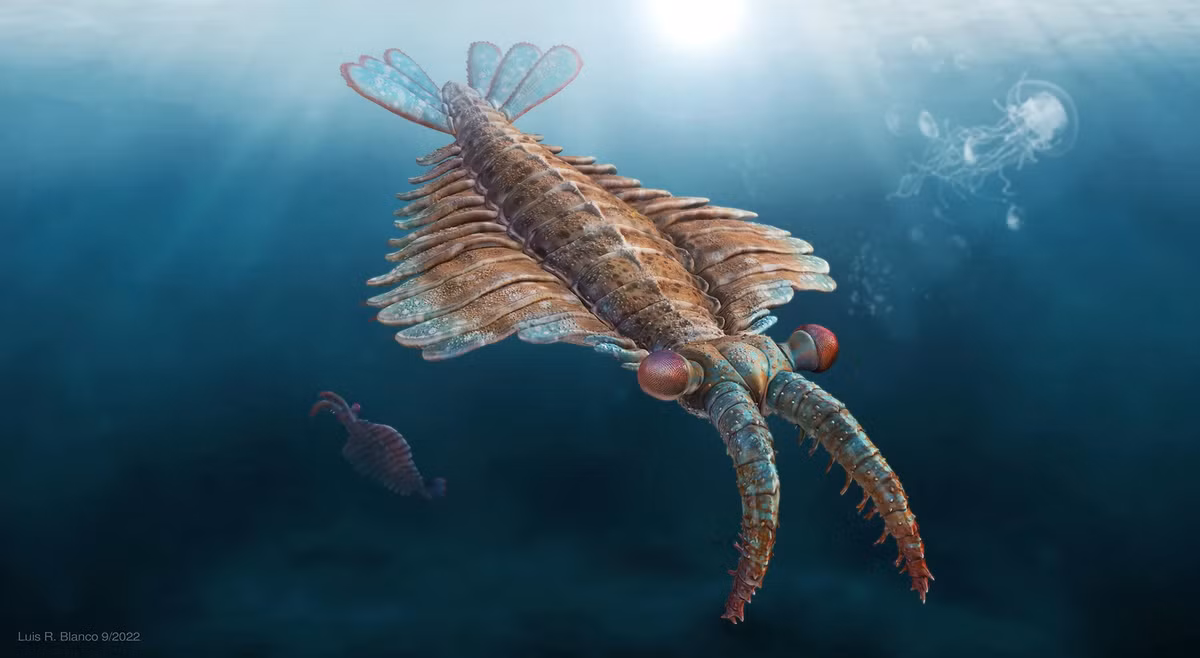 Với cái miệng khổng lồ và những chiếc răng gần như vòng tròn, Anomalocaris là một kẻ săn mồi tàn bạo trong đại dương cổ đại.