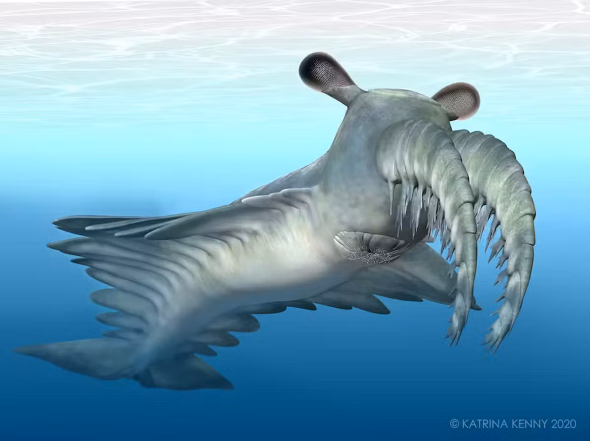 1. Anomalocaris: Là một trong những " thuỷ quái" khổng lồ đáng sợ nhất đại dương, được biết đến khoảng 530 triệu năm trước, Anomalocaris được mô tả là một loài tôm kỳ lạ với đôi mắt to và chi trước lớn để săn mồi.