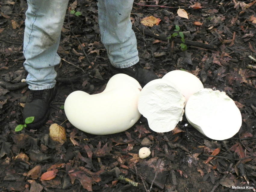 Nấm này thường mọc nhanh chóng sau một đêm khi điều kiện khí hậu hoặc môi trường thay đổi.