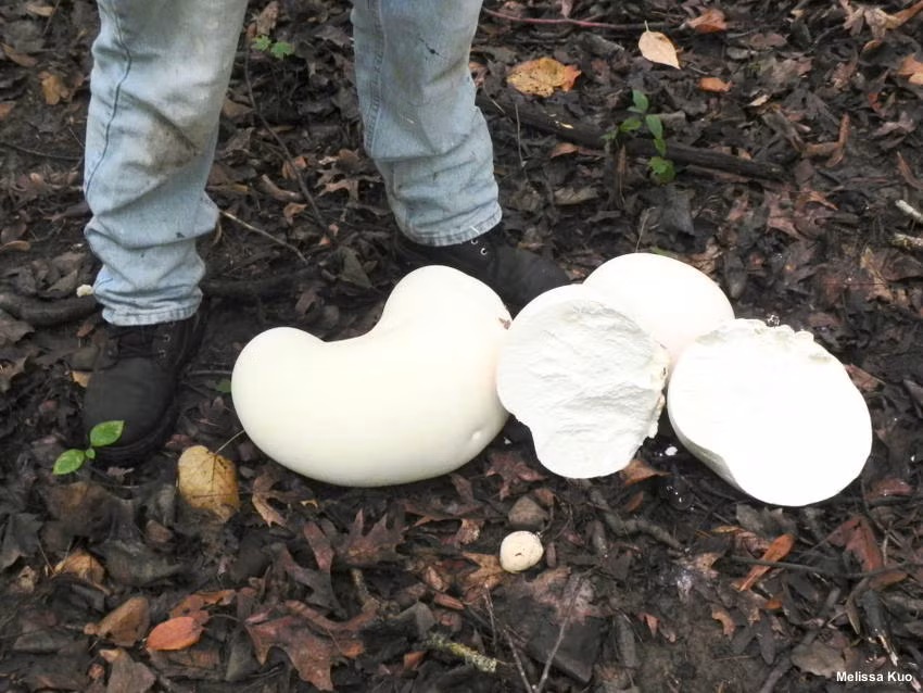 Nấm này thường mọc nhanh chóng sau một đêm khi điều kiện khí hậu hoặc môi trường thay đổi.