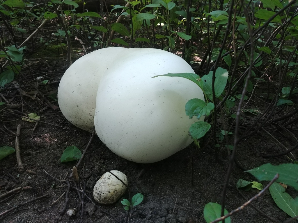 Nấm Calvatia gigantea hiếm ở Hàn Quốc và được biết đến từ năm 1989, và vào năm 2012, một quả nấm nặng 26kg được phát hiện ở Canada.