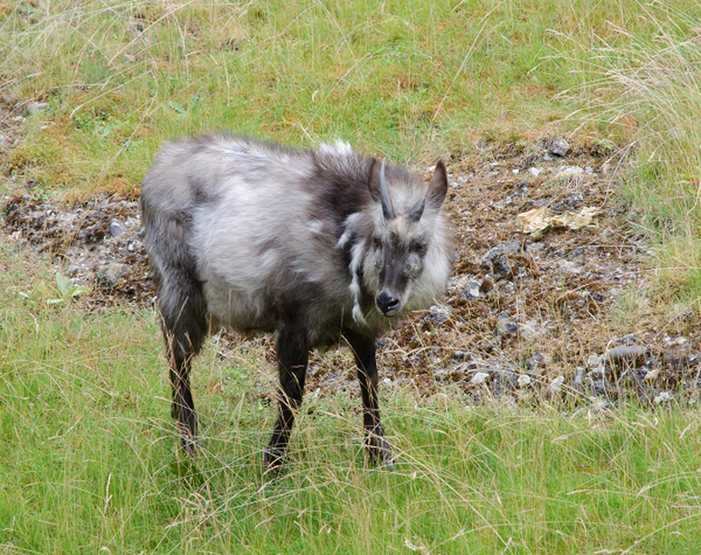 Quần thể loài tỳ linh phát triển số lượng lên từ đó, Sách đỏ IUCN về động vật bị đe dọa xếp chúng là "loài ít quan tâm". Do có báo cáo và khiếu nại từ kiểm lâm và nông dân vào năm 1979 nên các luật cũ năm 1955 bị bãi bỏ.