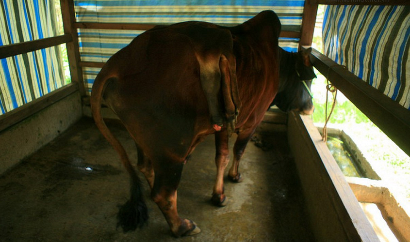 Chú bò này có thêm 2 chân và 1 bộ phận sinh dục mọc ra từ lưng, được phát hiện từ huyện Cát Tiên, Lâm Đồng.