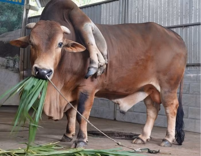 Gia đình ở Thanh Hóa sở hữu một con bò 6 chân và 2 đuôi. Con bò này được chủ nhân là anh Bùi Minh Tuấn mua từ một hộ dân khác hơn 5 năm trước. Ban đầu, khi sinh ra, con bò có 2 chân treo lơ lửng trên vai và một đuôi như u thịt. Trước đó, Việt Nam còn sở hữu những động vật kỳ dị không kém con bò này.