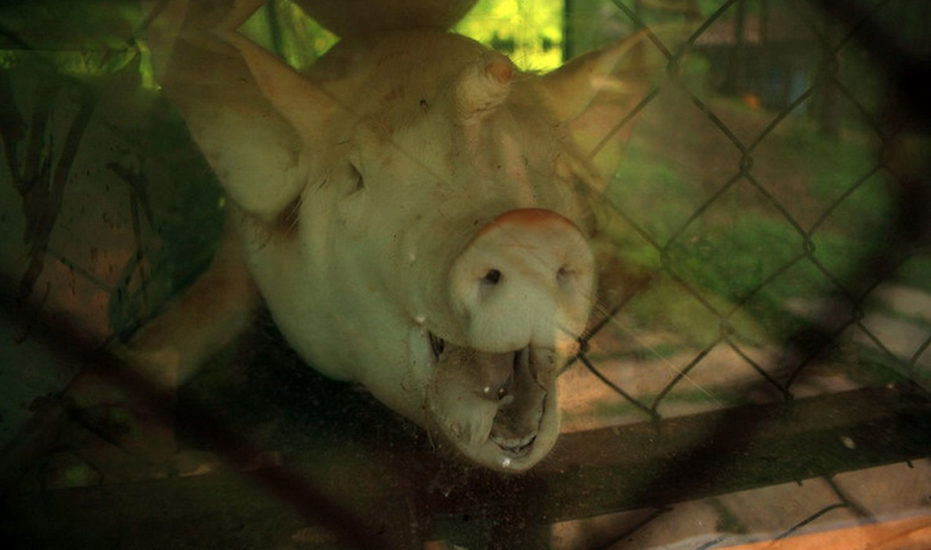 Lợn mọc sừng ở Di Linh, Lâm Đồng.