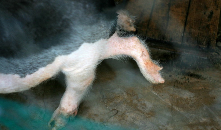 Lợn 6 chân, 2 bộ phận sinh dục được phát hiện tại huyện Phù Mỹ, Bình Định. Đây là một trong những động vật kỳ lạ được phát hiện ở Việt Nam.