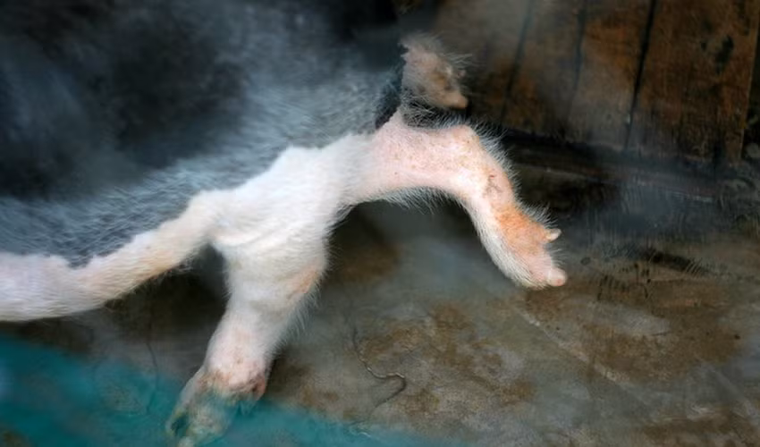 Lợn 6 chân, 2 bộ phận sinh dục được phát hiện tại huyện Phù Mỹ, Bình Định. Đây là một trong những động vật kỳ lạ được phát hiện ở Việt Nam.