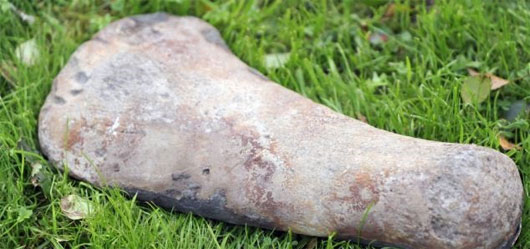 Mẫu hóa thạch của quái vật biển này được tìm thấy ở nhiều nơi trên thế giới như Australia, Trung Quốc, các nước châu Mỹ và châu Phi. Theo những nhà cổ sinh vật học, loài này được cho là có họ hàng xa với thằn lằn hiện đại và từng gây sợ hãi trong các đại dương cách đây hàng trăm triệu năm, thời kỳ cùng với khủng long.