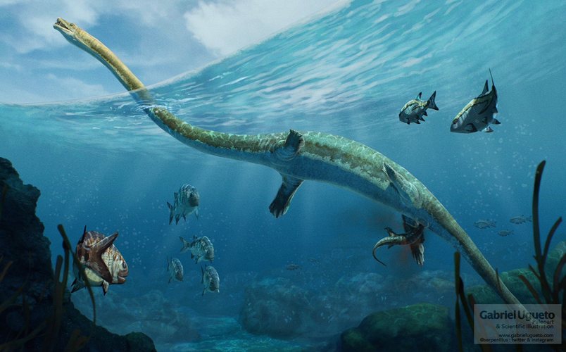 Sinh vật này không chỉ gợi nhớ về rồng mà còn khiến nhiều nhà khoa học liên tưởng đến quái vật hồ Loch Ness và nhóm thằn lằn cổ rắn cổ đại. Tuy nhiên, các phân tích chỉ ra rằng nó không có quan hệ họ hàng với những loài này.