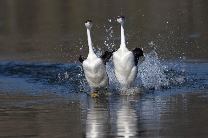 Sử dụng đôi chân to lớn và sải chân nhanh nhẹn, loài chim lặn có thể chạy xa tới 20 mét trên mặt nước.