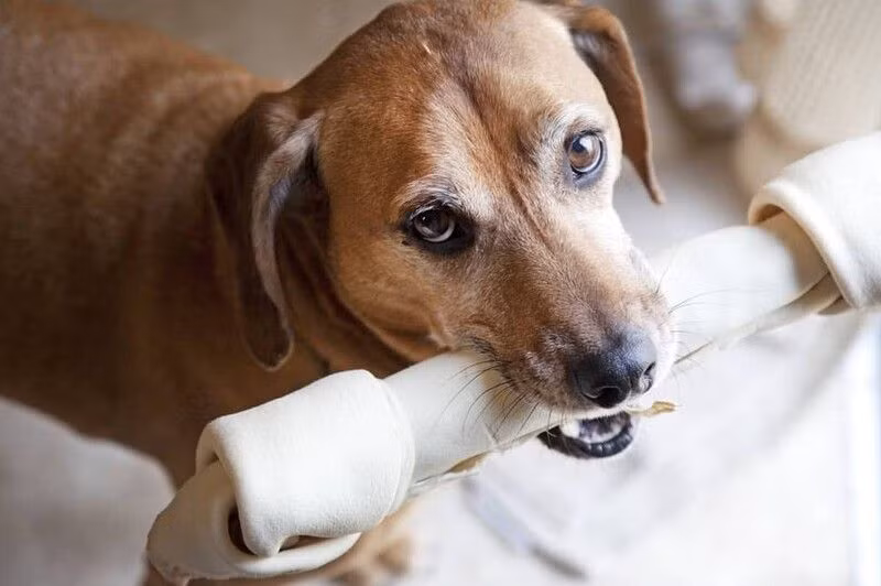 Kết quả cho thấy rằng chó đã nhận ra mình là một chướng ngại vật và đã biết cách vượt qua nó để đạt được mục tiêu.