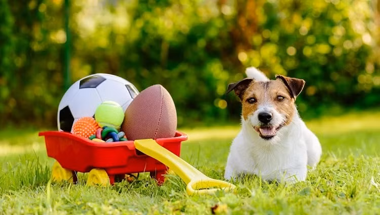 Mặc dù chó không vượt qua được thí nghiệm nhận dạng trong gương, nhưng chúng đã chứng tỏ khả năng nhận thức về cơ thể của mình, đó là một khía cạnh quan trọng của sự tự nhận thức.