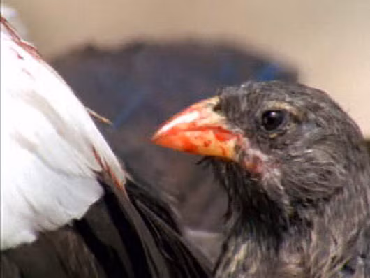 Chúng được gọi là "ma cà rồng" do thói quen mổ da các loài chim lớn hơn và hút máu của chúng khi nguồn thức ăn khác khan hiếm.