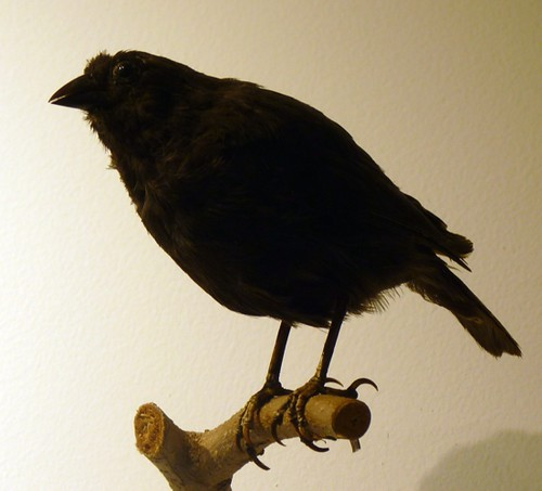 Hành vi ăn máu là điều rất hiếm đối với các loài chim, và hành vi của chim sẻ "ma cà rồng" được coi là một sự thích nghi độc đáo chỉ có tại quần đảo Galapagos.