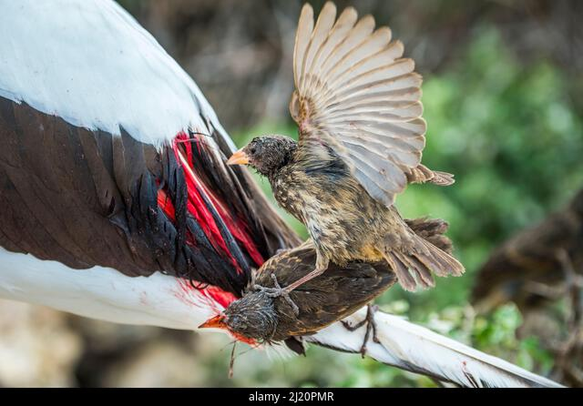 Trong khi máu không chứa nhiều chất dinh dưỡng cần thiết, chim sẻ ma cà rồng sở hữu một loại vi khuẩn ruột giúp tiêu hóa sắt và natri trong máu. Vì vậy, chúng có thể sử dụng máu như một nguồn thực phẩm.