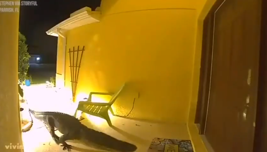 Con cá sấu này bò vào nhà, va chạm vào một chiếc ghế trên hiên, sau đó cố gắng mở cửa bằng mõm. Khi thất bại, con cá sấu quay đầu rời đi, nhưng sau đó quay lại một lần nữa trước khi rời đi hoàn toàn.