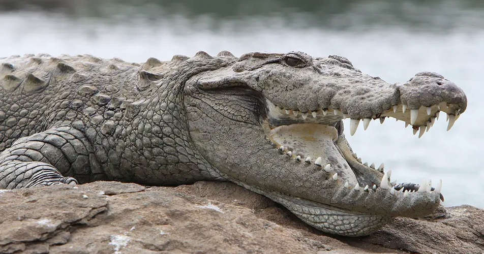 Cá sấu là các loài thuộc họ Crocodylidae.