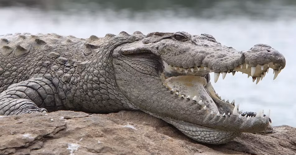 Cá sấu là các loài thuộc họ Crocodylidae.