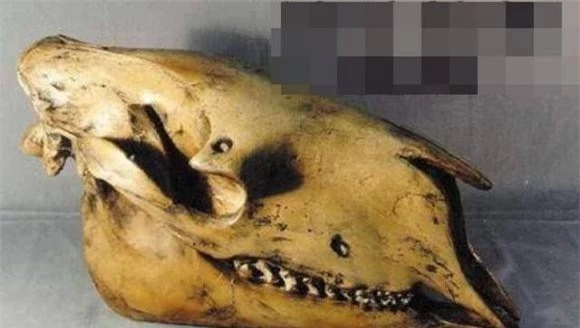 Song theo nghiên cứu, vẫn còn nhiều nơi trên Trái đất, như môi trường rừng nguyên sinh, nơi mà các loài động vật thời tiền sử có thể ẩn náu và sống sót.