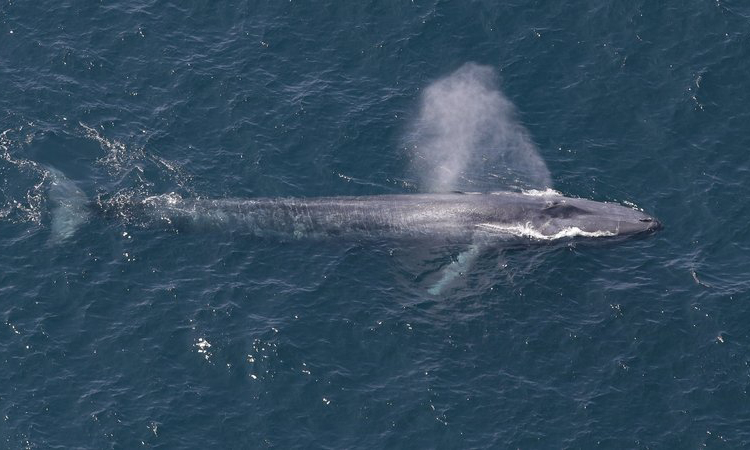 Tuổi thọ trung bình của cá voi xanh là khoảng 80 đến 90 năm, với các con cá voi lớn nhất có thể sống đến 110 tuổi. Việc bảo tồn của cá voi xanh vẫn còn nhiều khó khăn, dù đã có những tiến bộ trong việc bảo vệ chúng sau khi bị săn bắn quá mức trong thế kỷ trước.