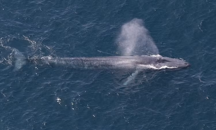 Tuổi thọ trung bình của cá voi xanh là khoảng 80 đến 90 năm, với các con cá voi lớn nhất có thể sống đến 110 tuổi. Việc bảo tồn của cá voi xanh vẫn còn nhiều khó khăn, dù đã có những tiến bộ trong việc bảo vệ chúng sau khi bị săn bắn quá mức trong thế kỷ trước.