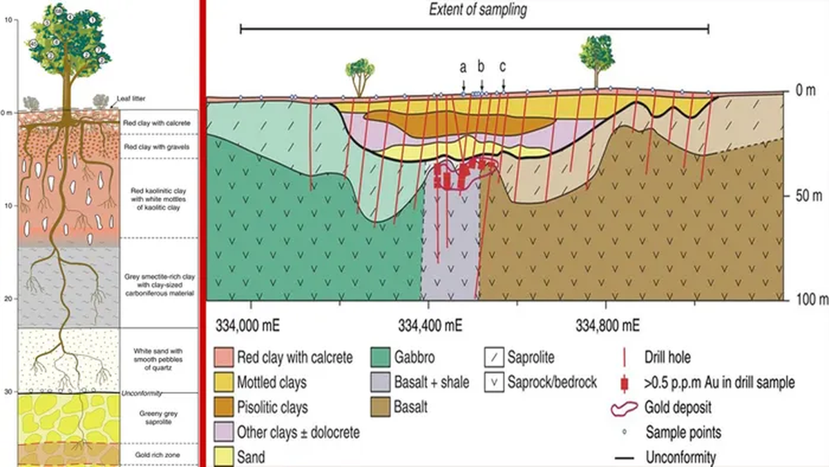 Số lượng vàng hút từ lòng đất được chuyển đến các đầu mút của cây hoặc vùng bên trong tế bào để giảm độc hại.