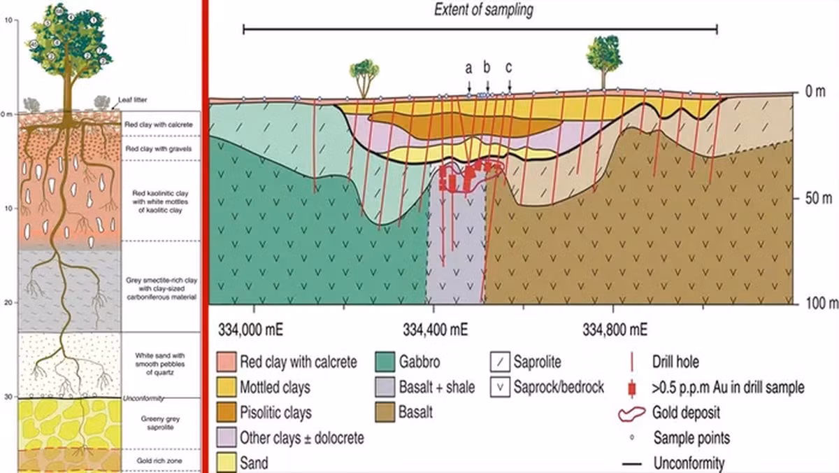 Số lượng vàng hút từ lòng đất được chuyển đến các đầu mút của cây hoặc vùng bên trong tế bào để giảm độc hại.
