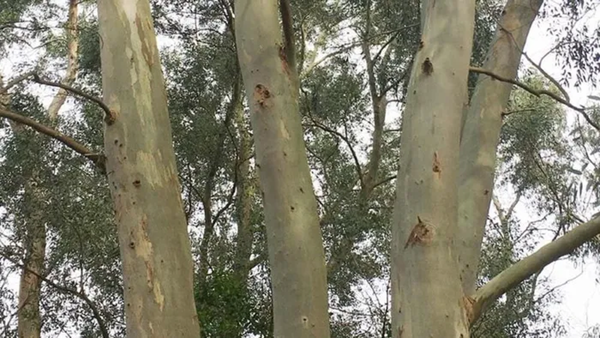 Nếu biết tận dụng khả năng của Bạch đàn, có thể tìm kiếm được nơi chứa vàng mà không cần phải làm tổn thương môi trường.