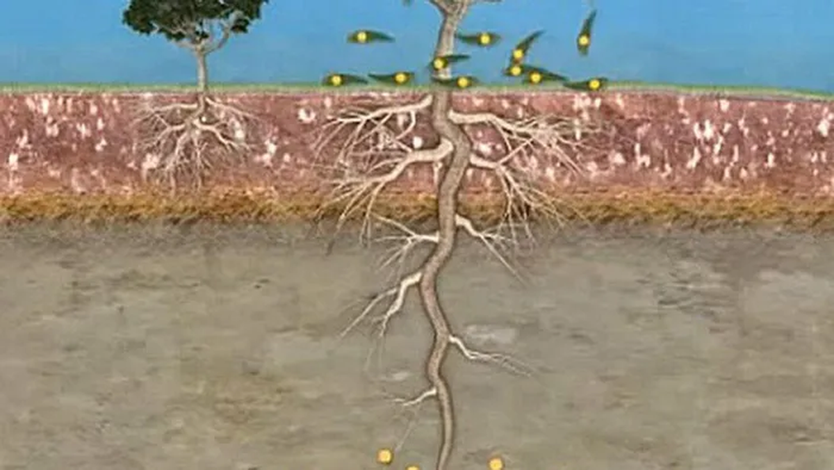 Theo nghiên cứu, rễ của Bạch đàn có thể đâm sâu đến 40m trong lòng đất và hút dinh dưỡng từ đó, bao gồm cả vàng.