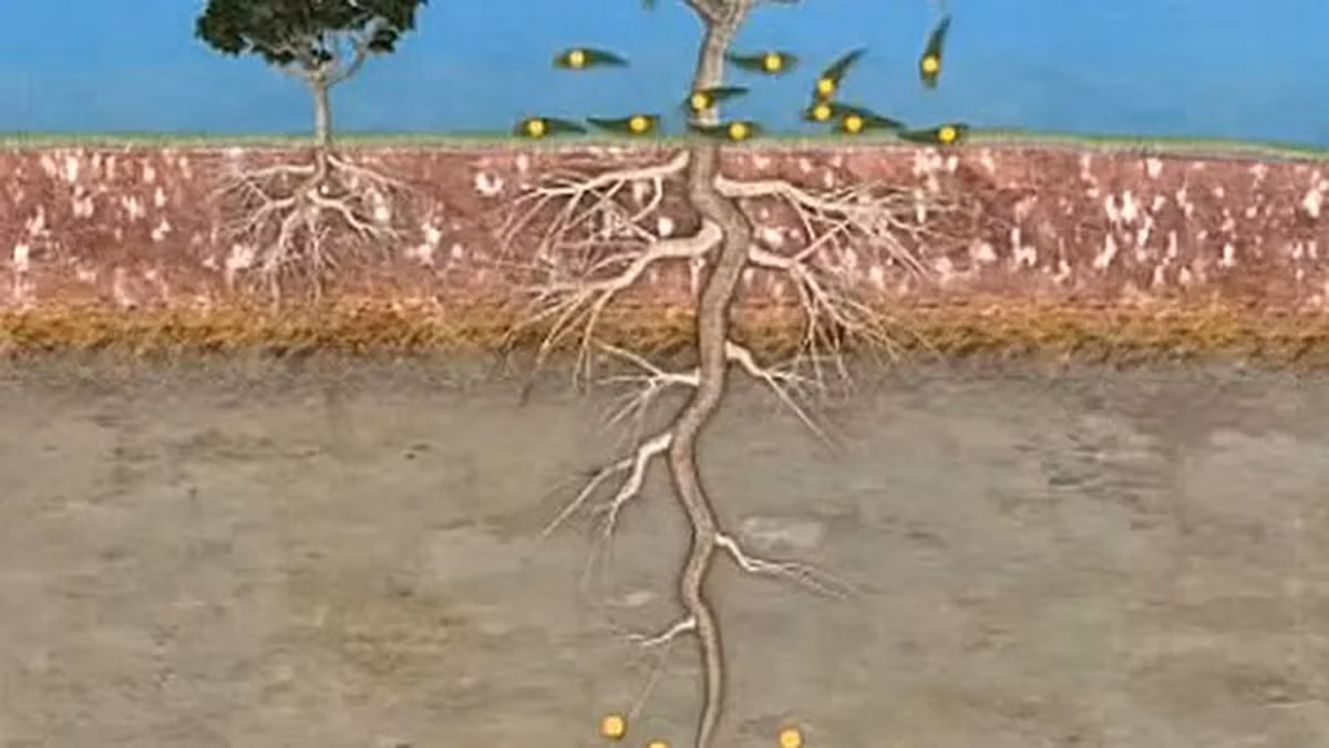 Theo nghiên cứu, rễ của Bạch đàn có thể đâm sâu đến 40m trong lòng đất và hút dinh dưỡng từ đó, bao gồm cả vàng.